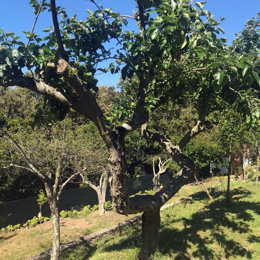 塔司吉亚住宿加早餐旅馆 Aggius 外观 照片